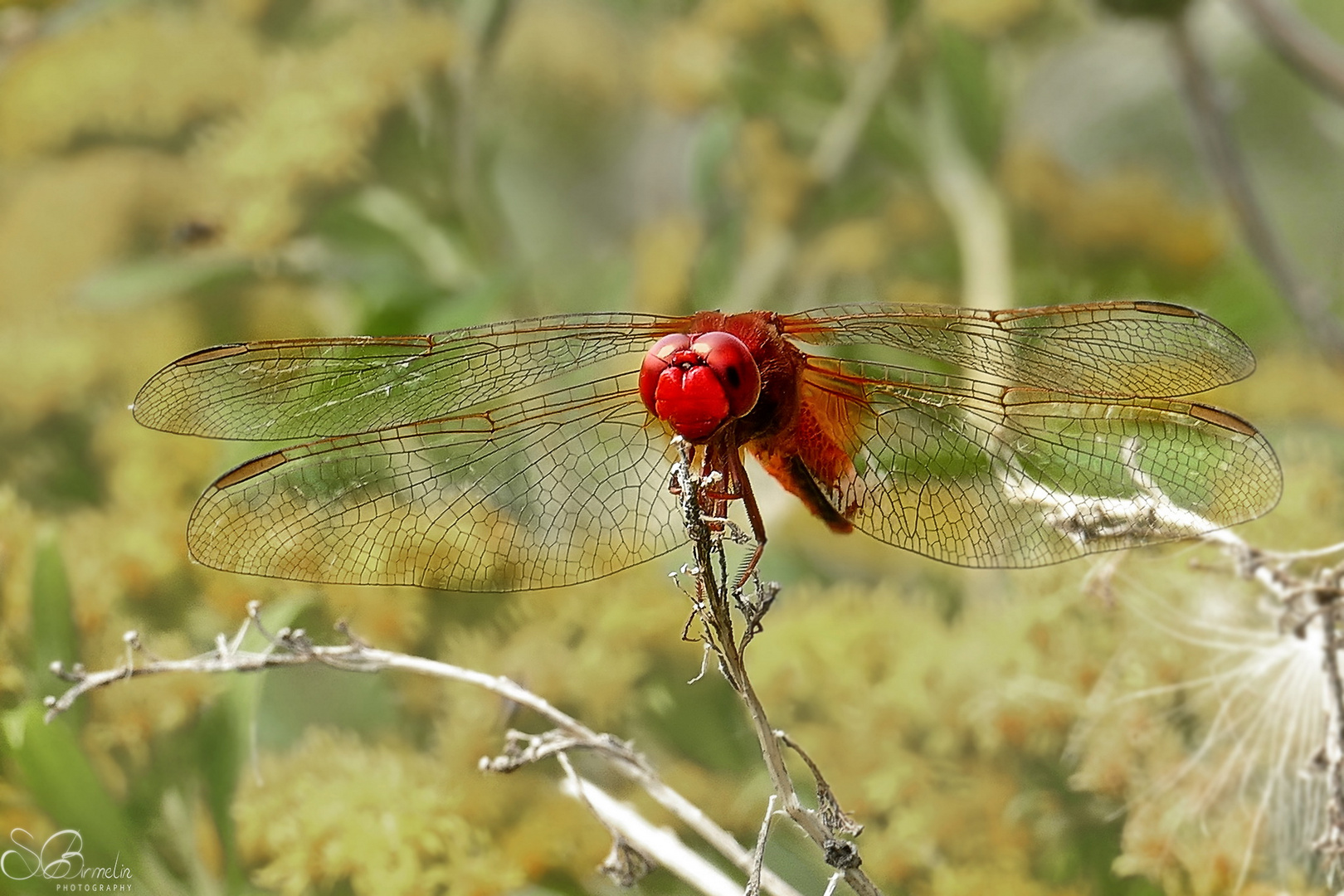 Feuerlibelle