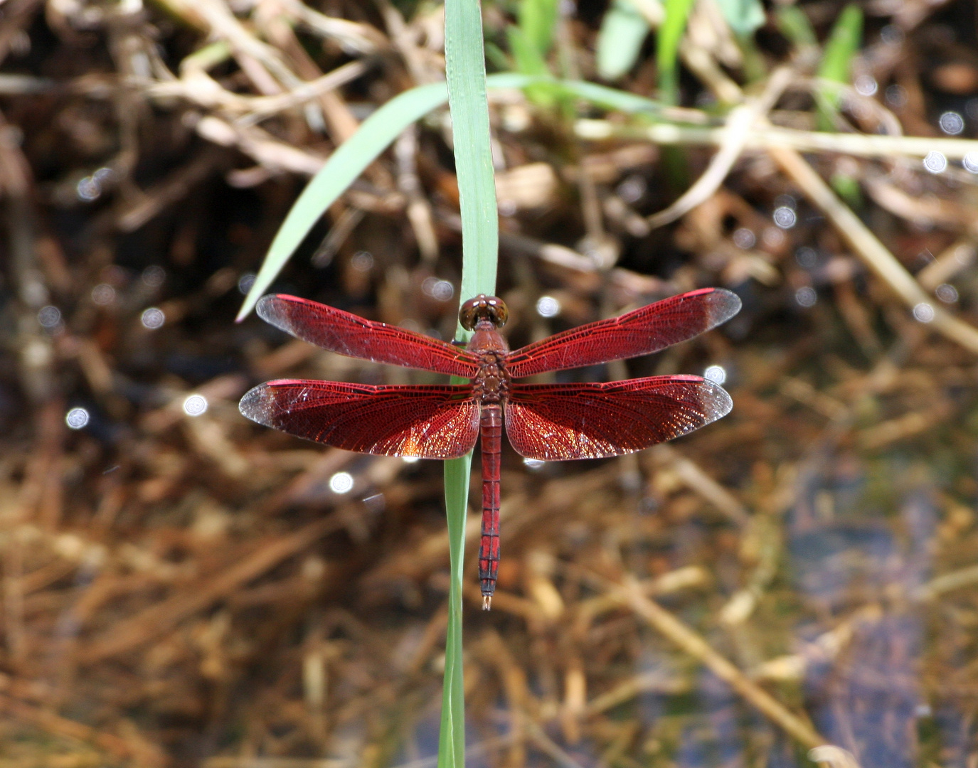 Feuerlibelle