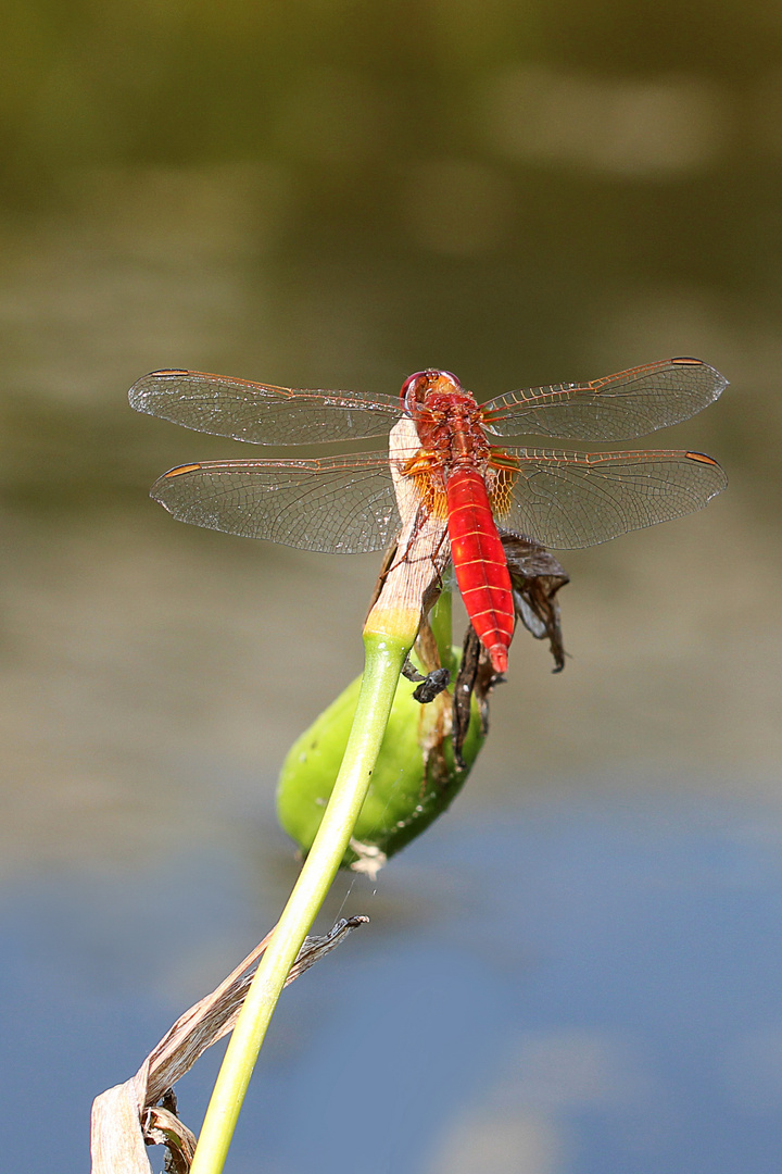 Feuerlibelle