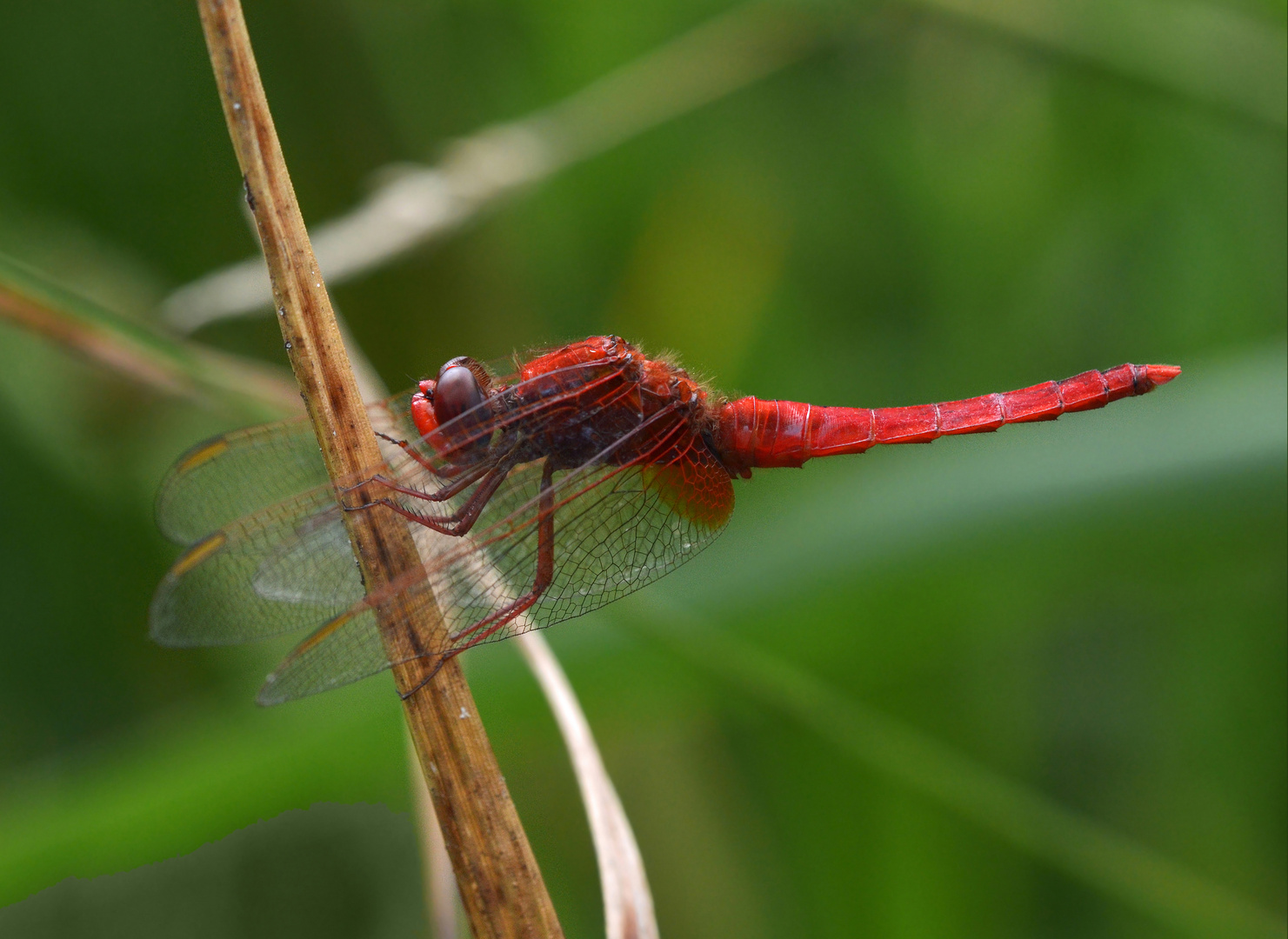 Feuerlibelle 3