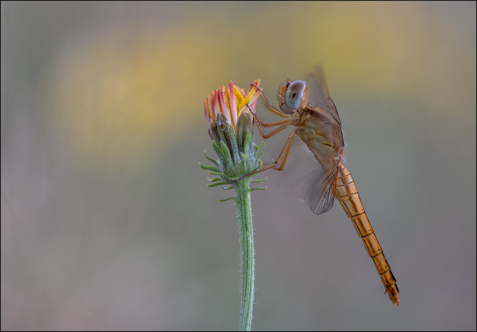 Feuerlibelle