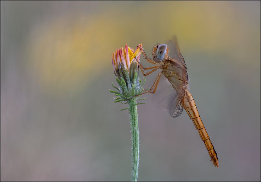 Feuerlibelle