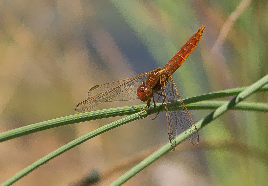 Feuerlibelle