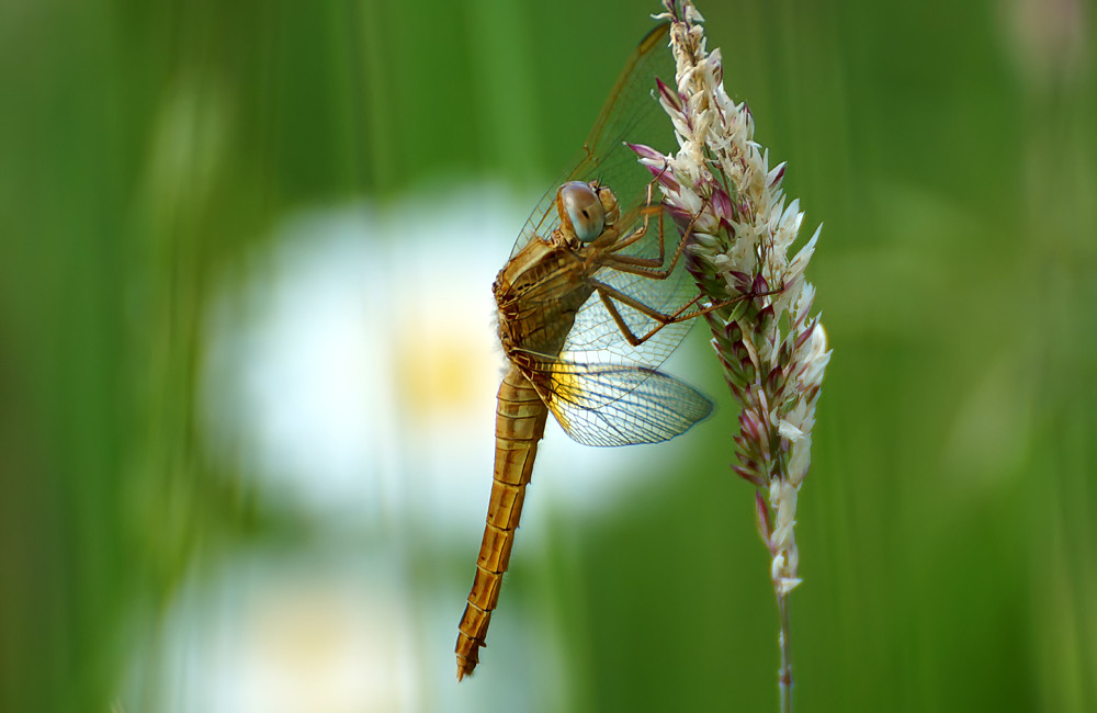 Feuerlibelle