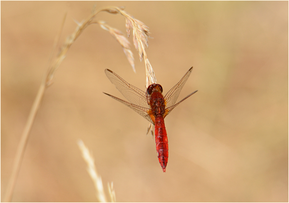 Feuerlibelle