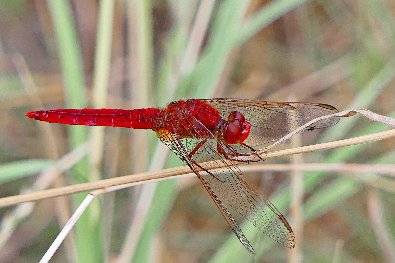   Feuerlibelle 