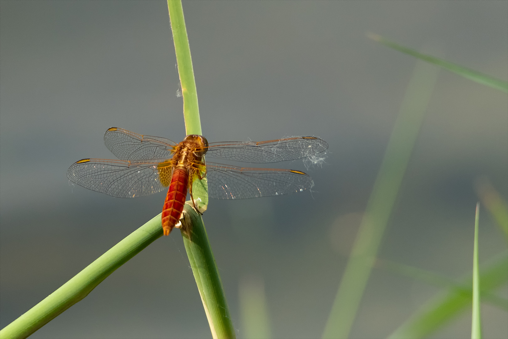 Feuerlibelle