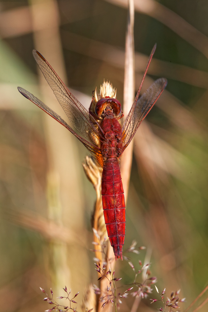 Feuerlibelle