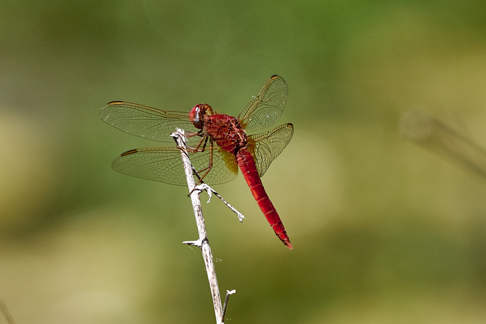 Feuerlibelle