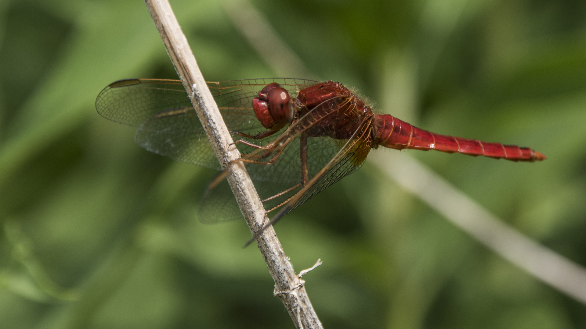 Feuerlibelle