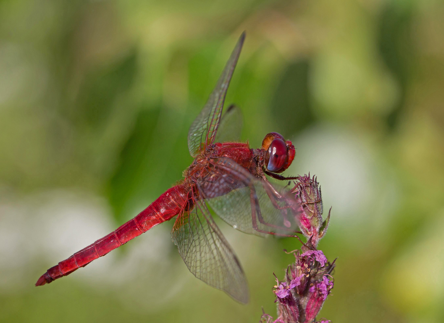 Feuerlibelle