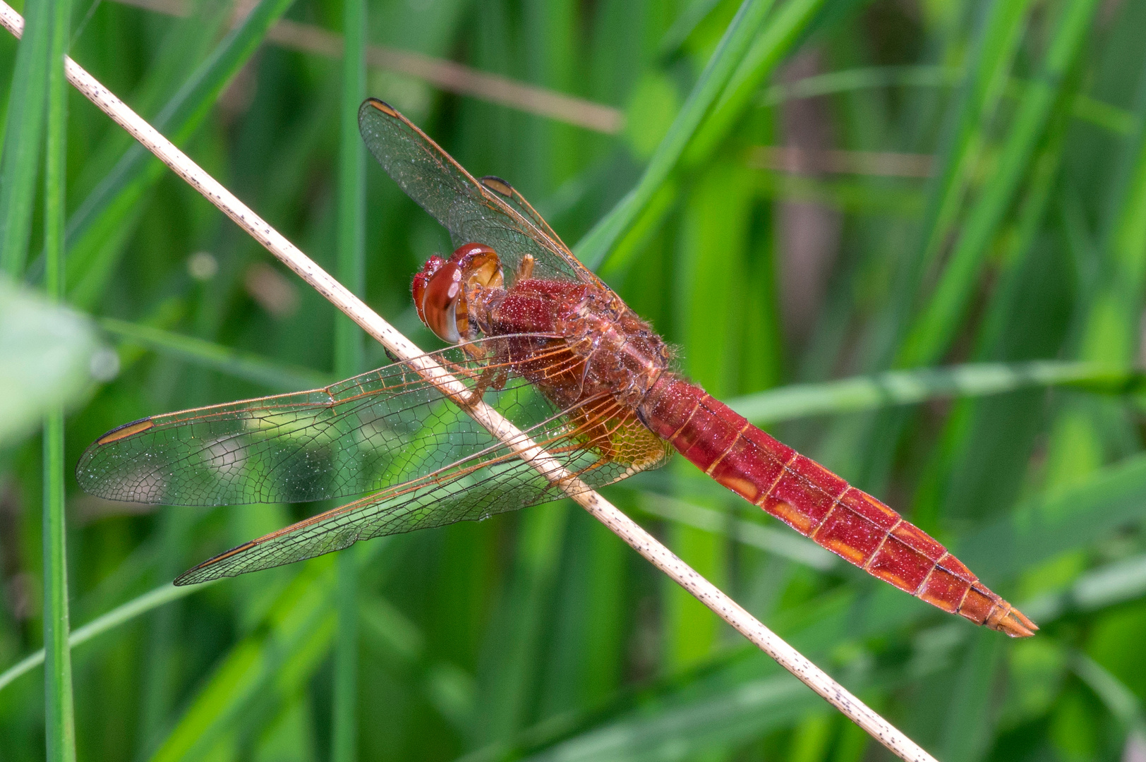 Feuerlibelle