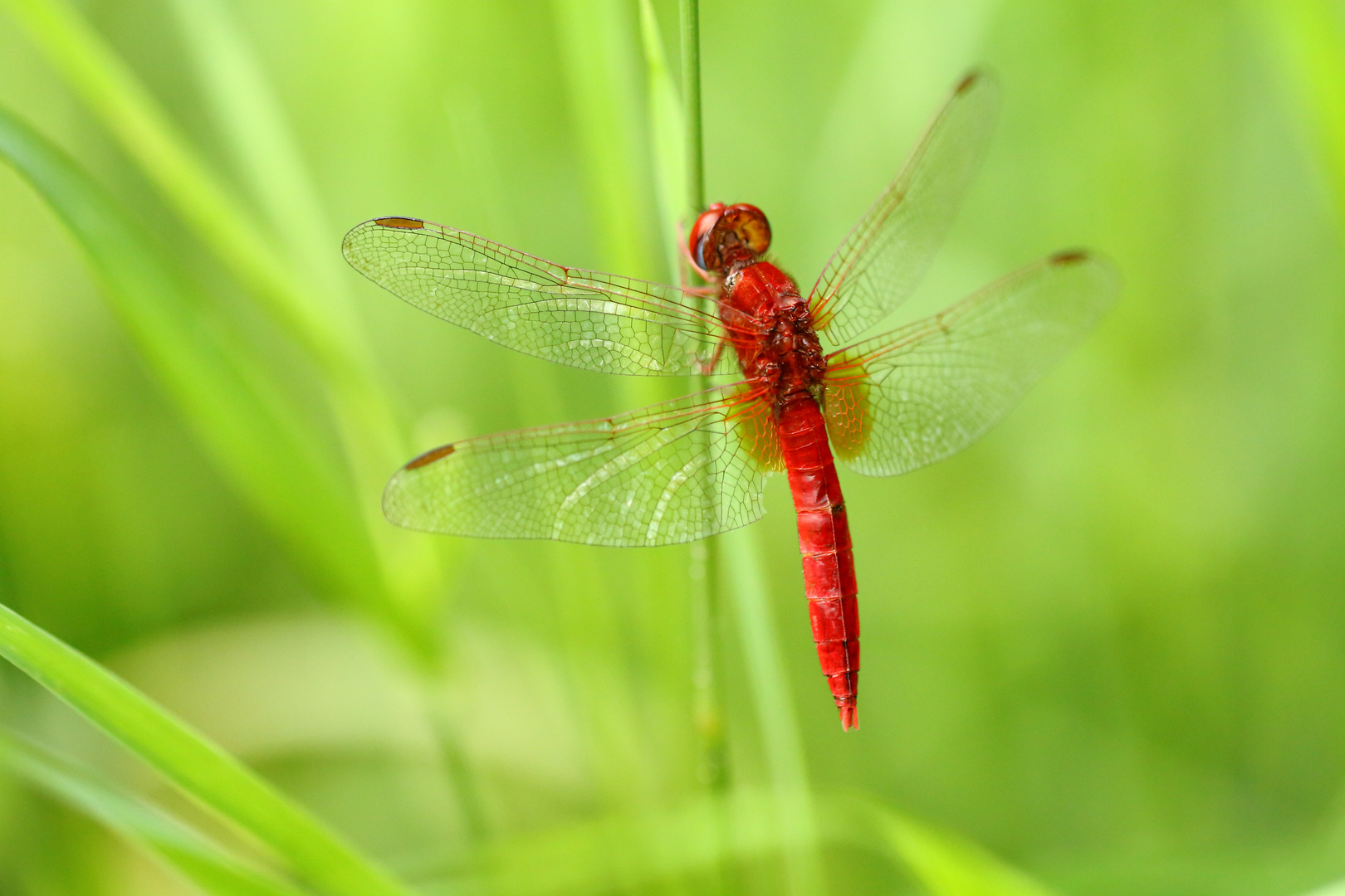 Feuerlibelle