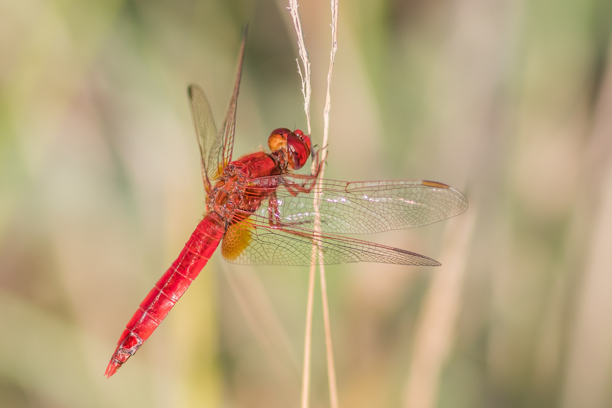 Feuerlibelle