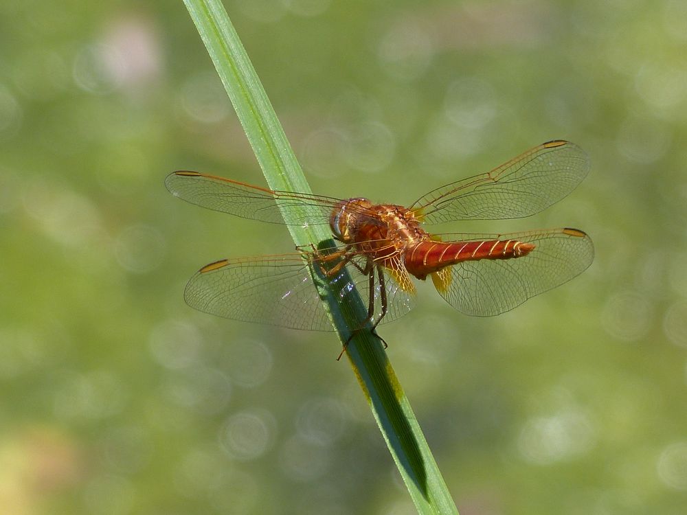 Feuerlibelle 