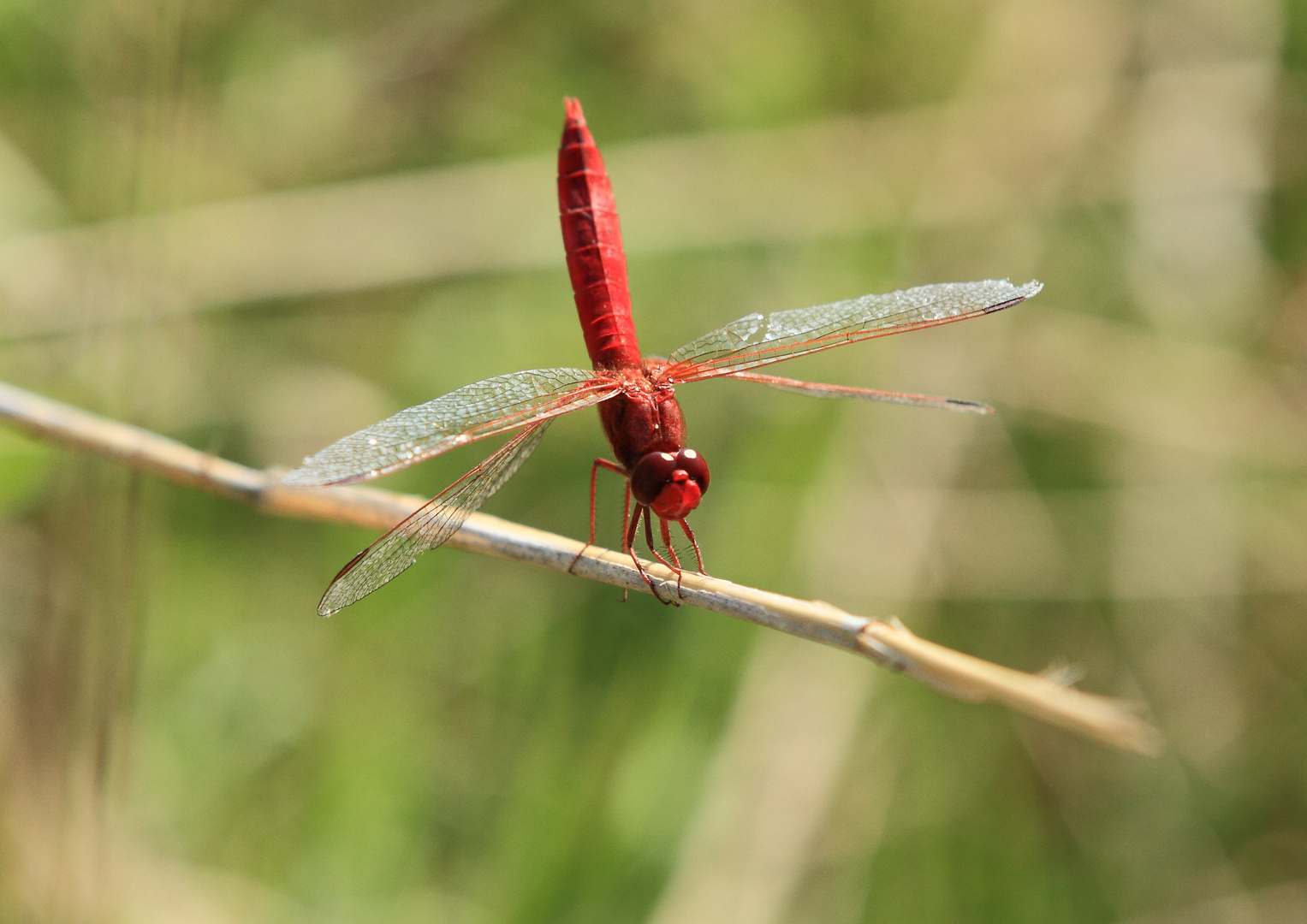 Feuerlibelle