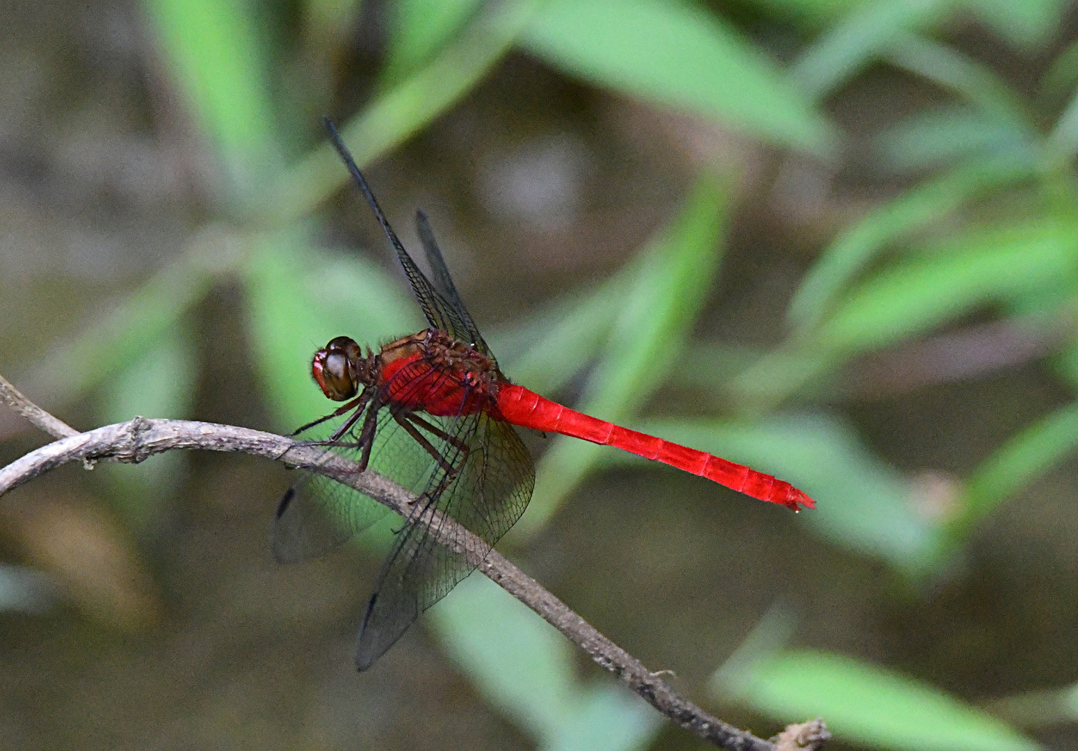 Feuerlibelle