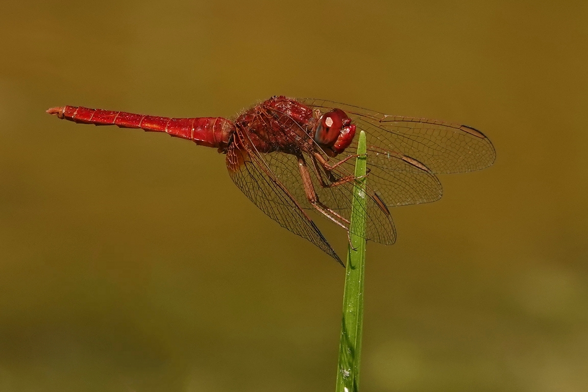 Feuerlibelle