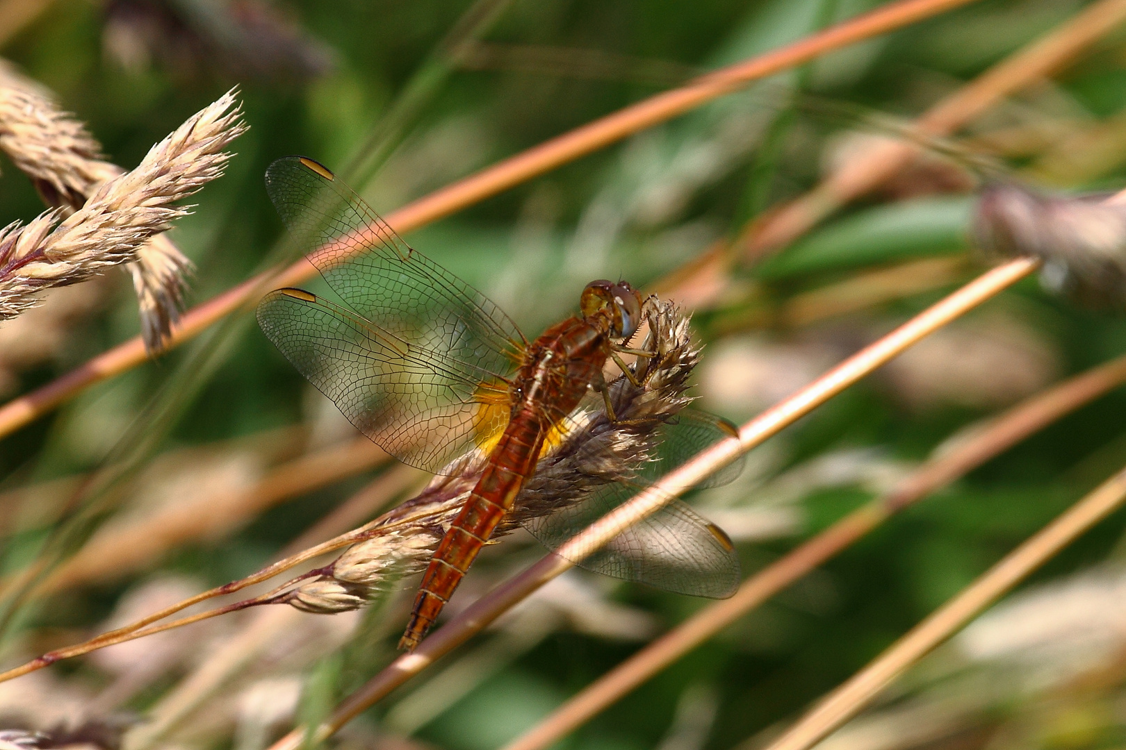 Feuerlibelle