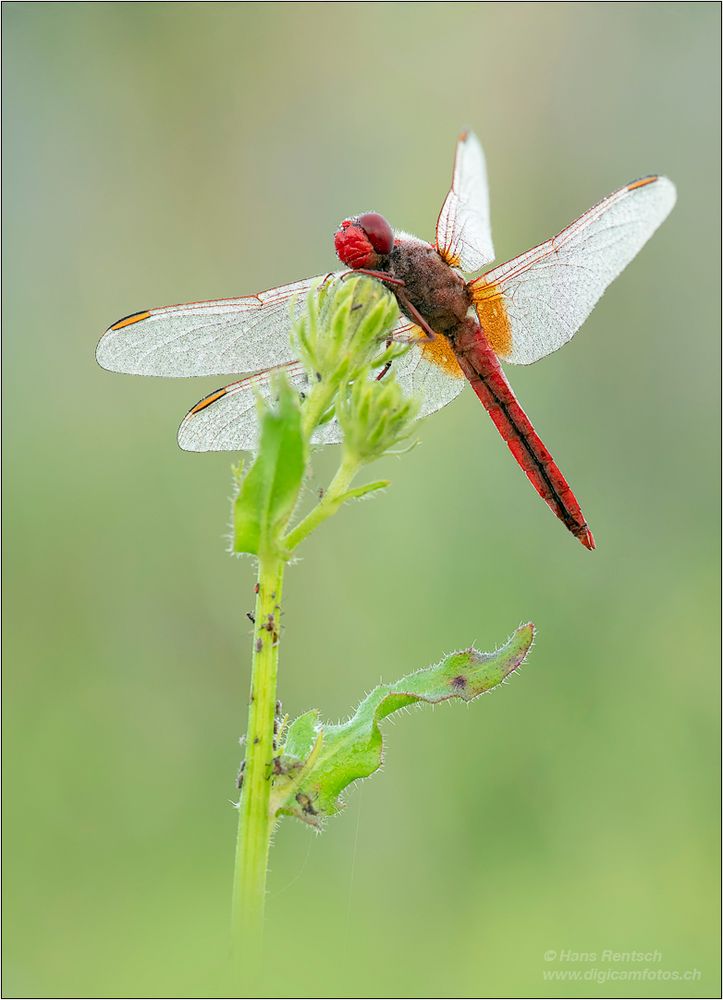 Feuerlibelle