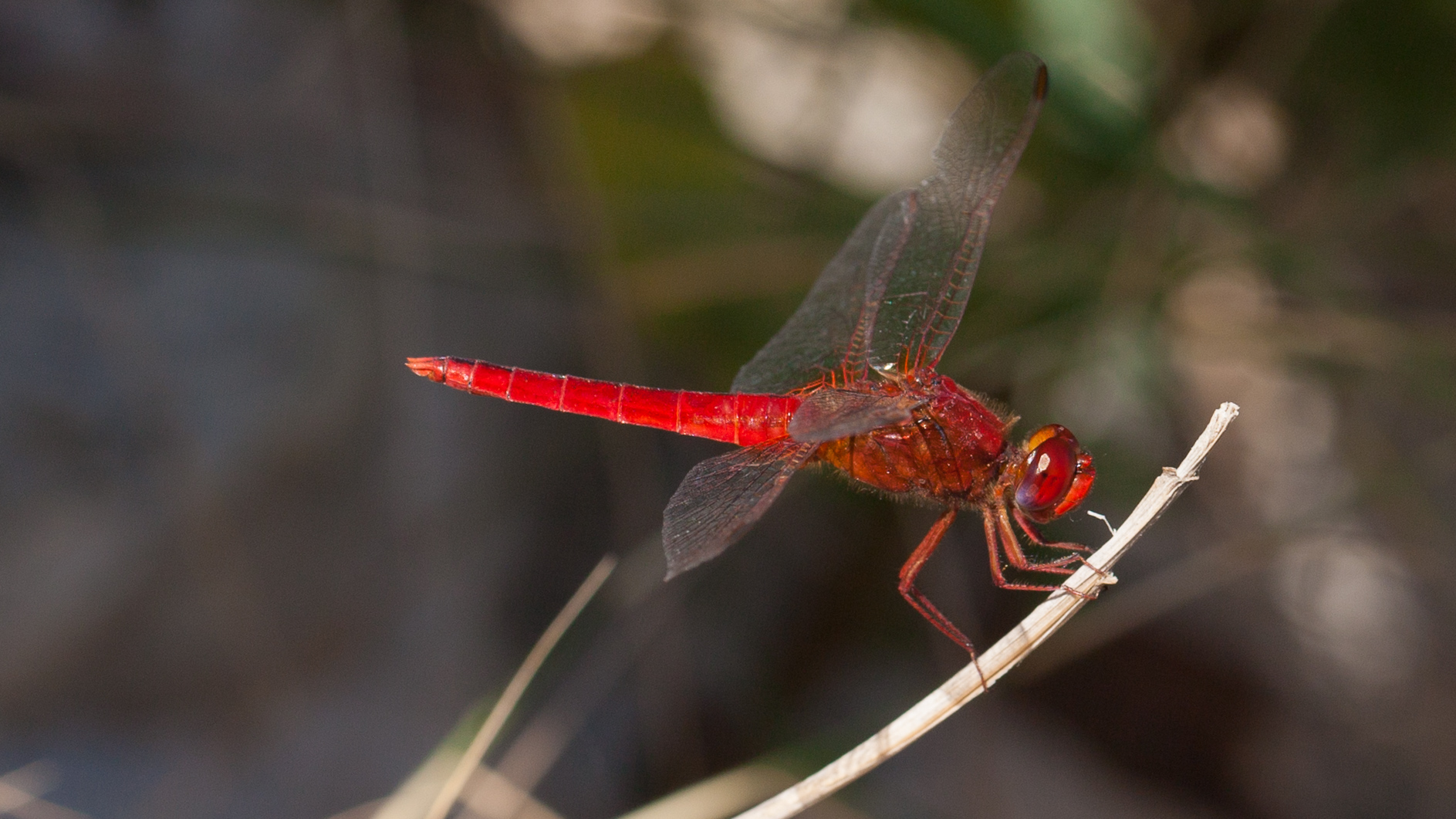 Feuerlibelle