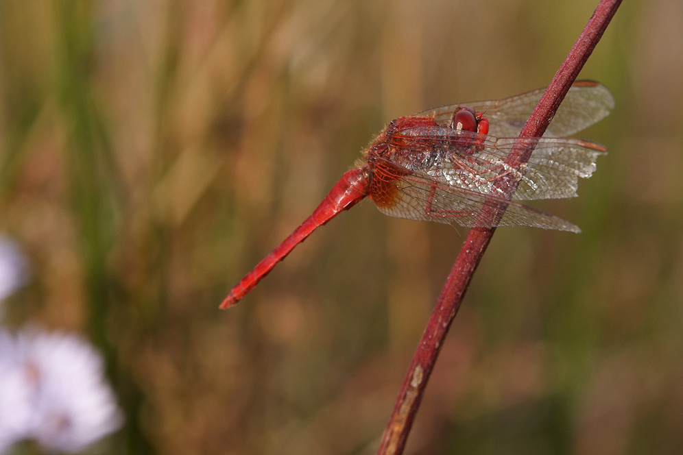 Feuerlibelle