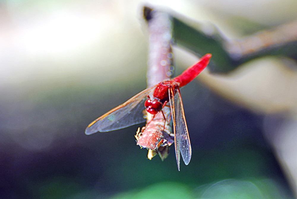 Feuerlibelle