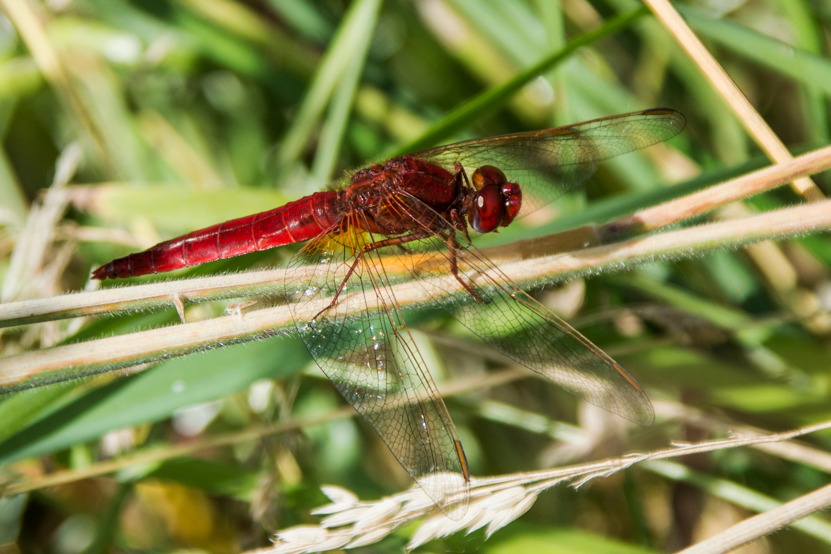 Feuerlibelle