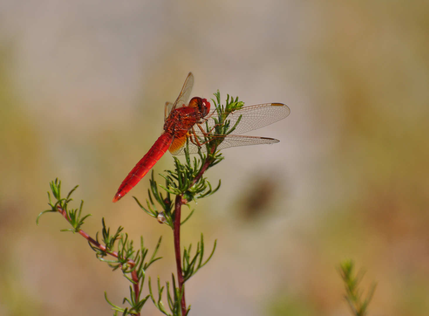 Feuerlibelle