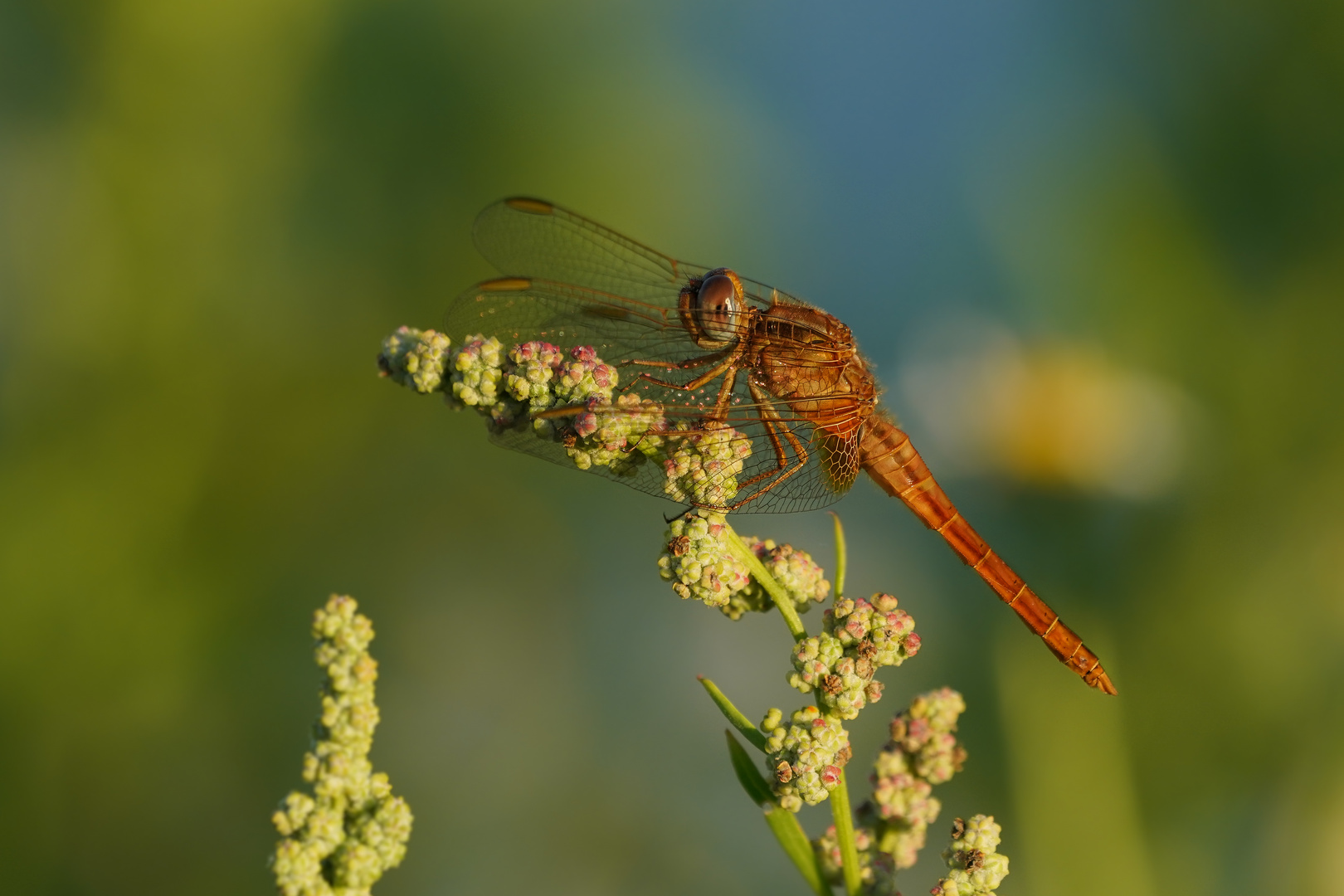 Feuerlibelle