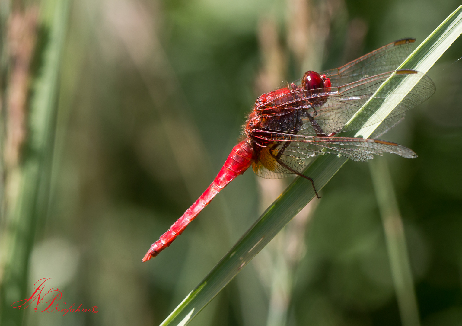 Feuerlibelle