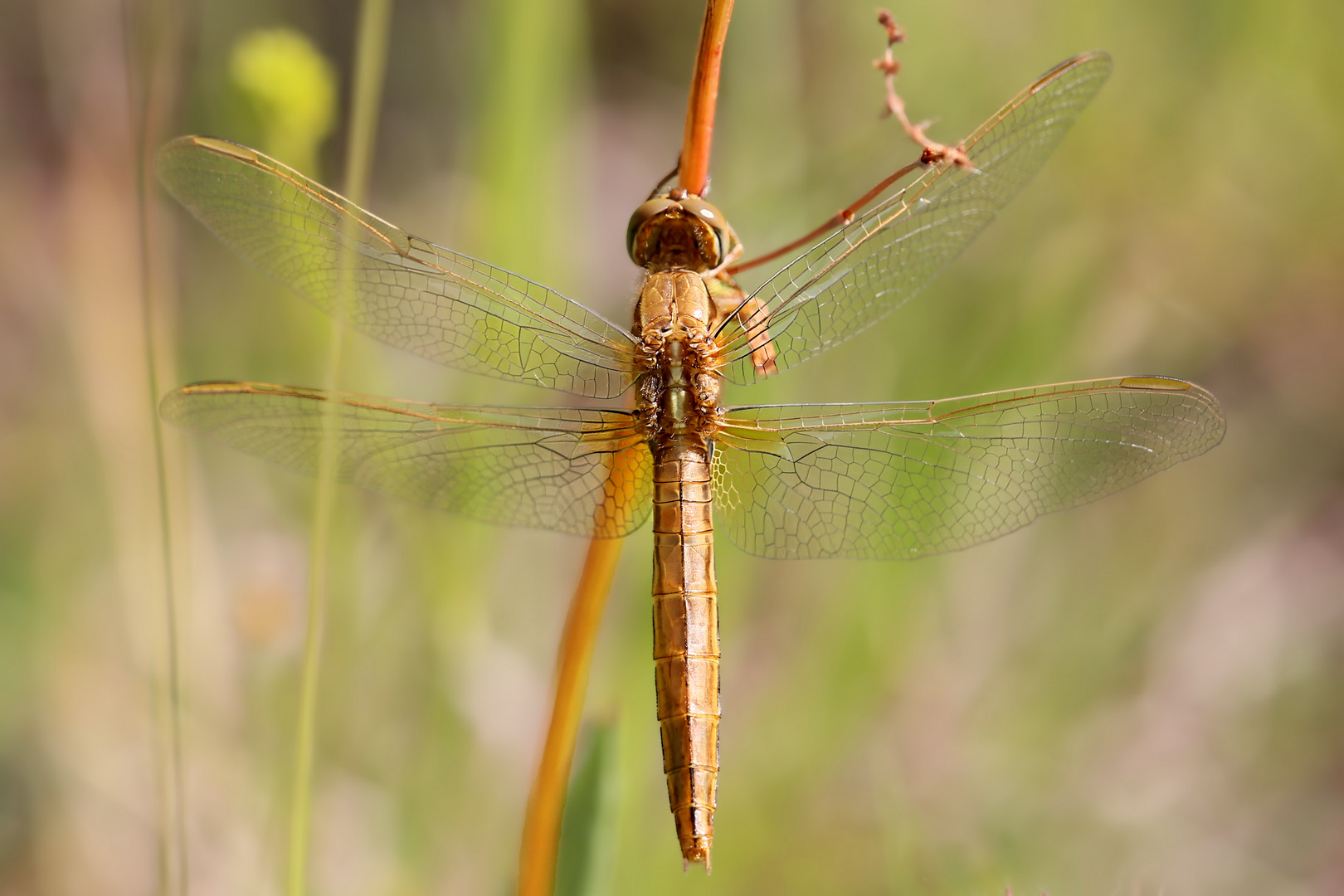 Feuerlibelle