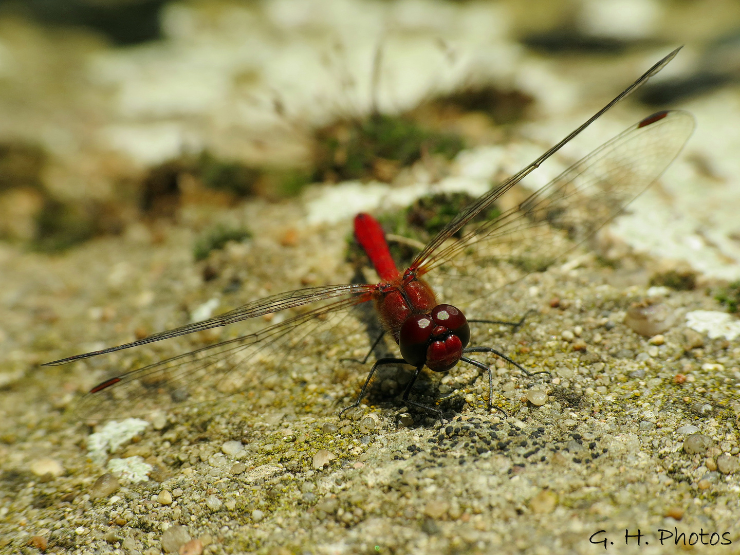 Feuerlibelle