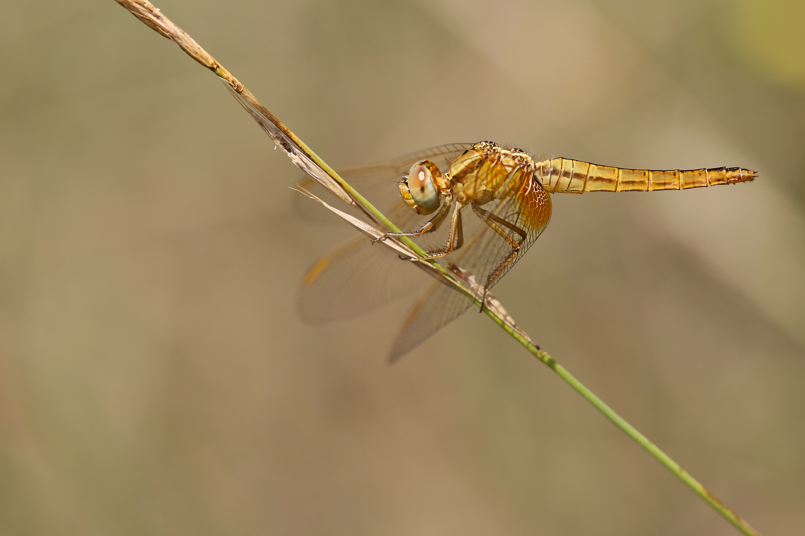 Feuerlibelle