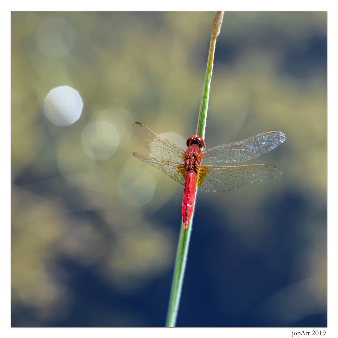 Feuerlibelle...