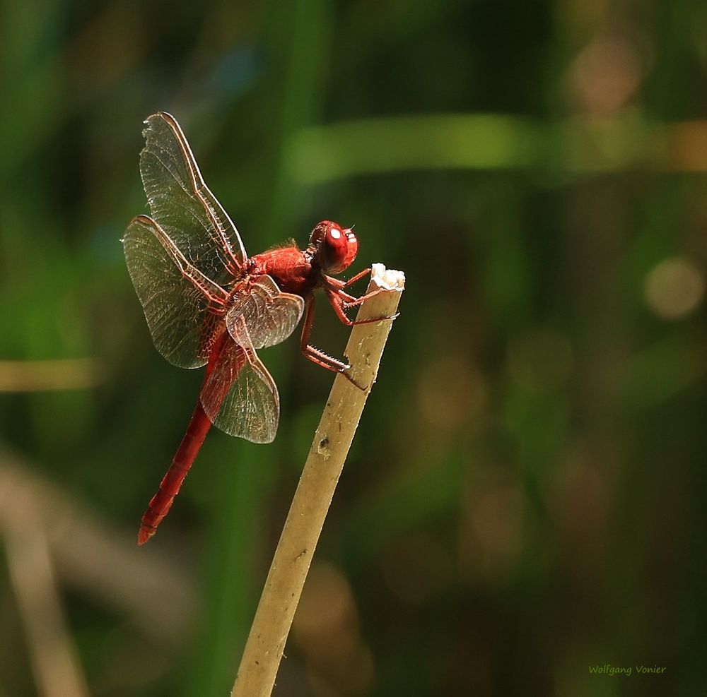 Feuerlibelle