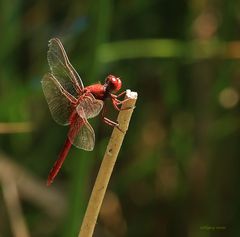 Feuerlibelle