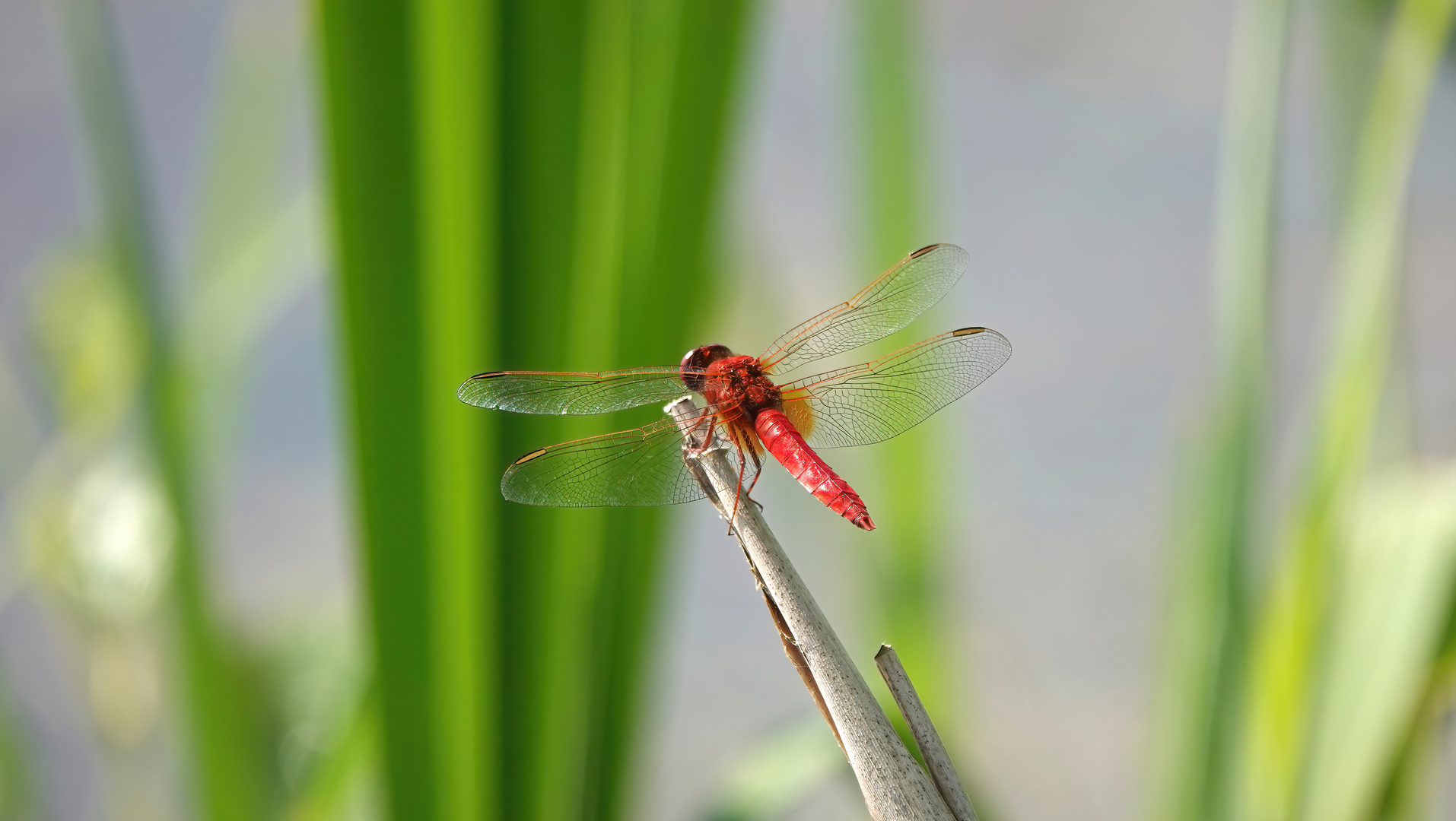 Feuerlibelle