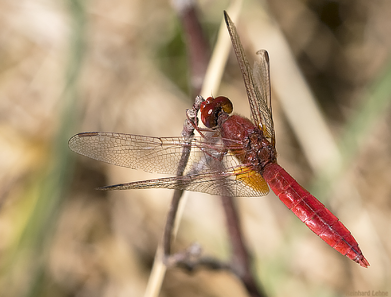 Feuerlibelle