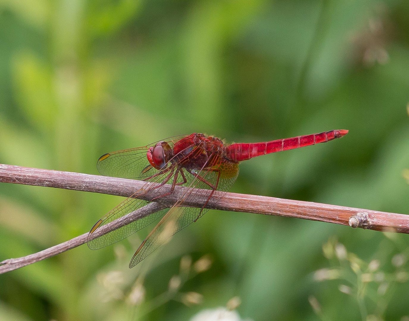 Feuerlibelle