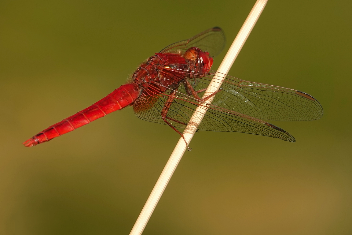 Feuerlibelle