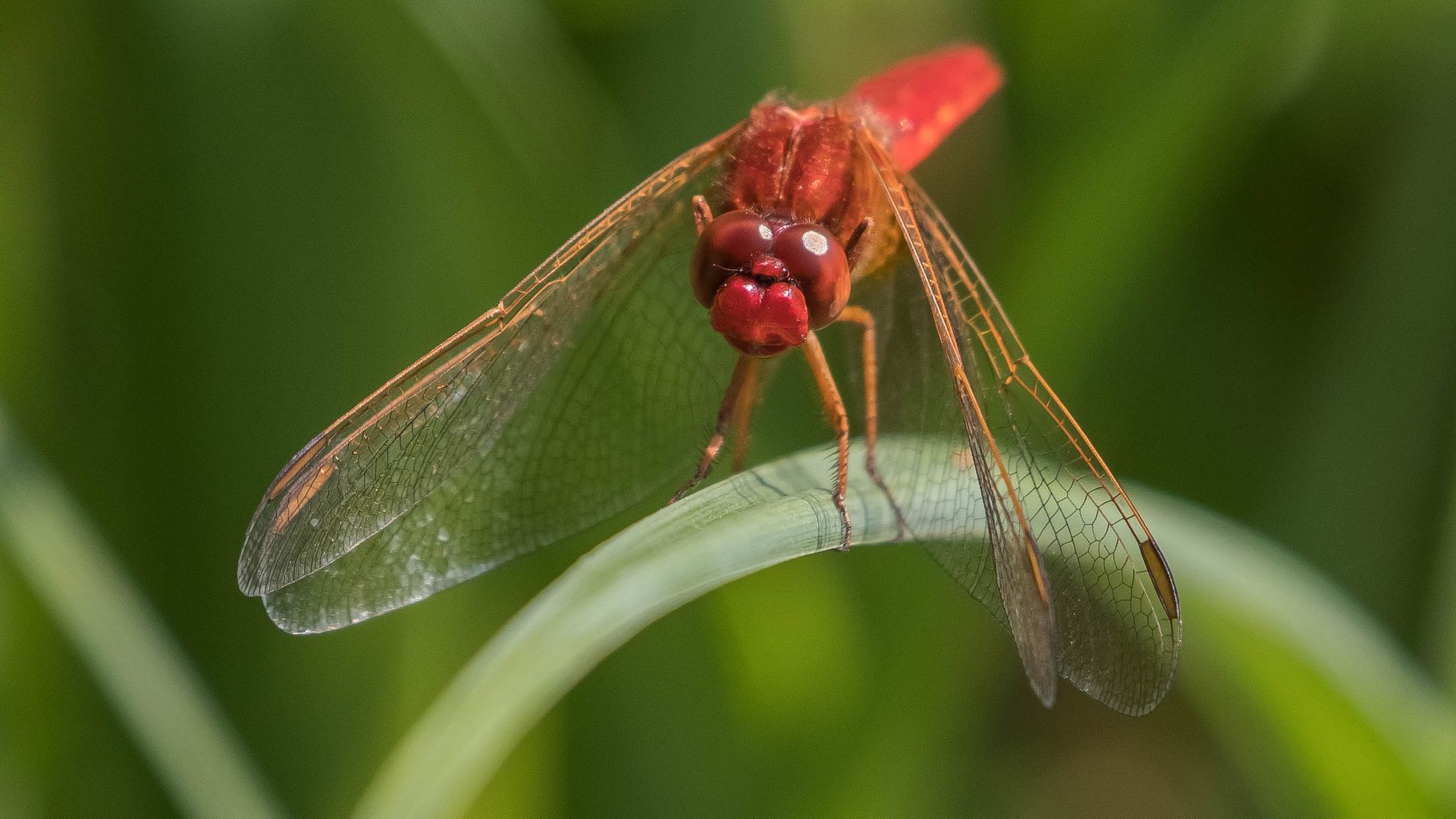 Feuerlibelle