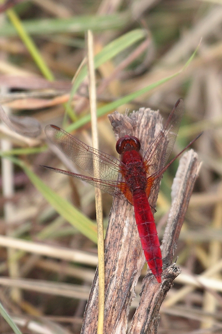 Feuerlibelle