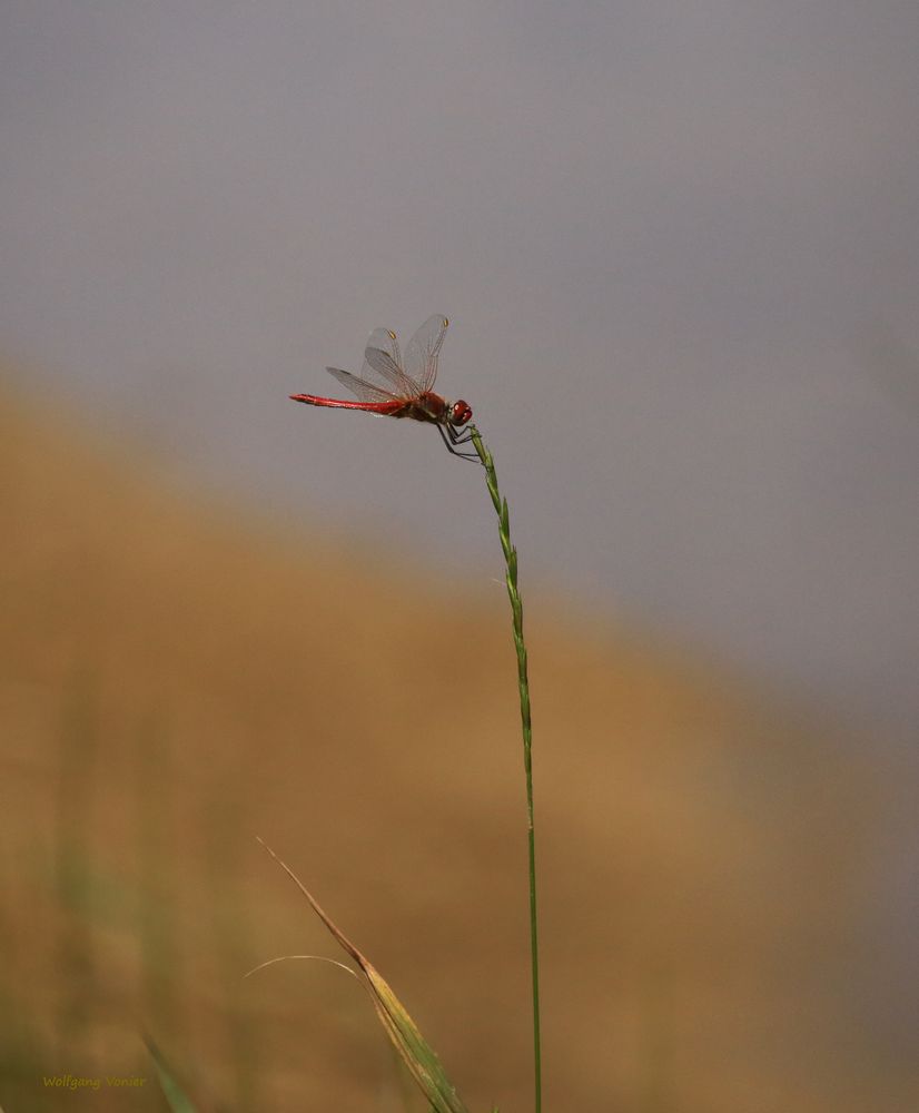 Feuerlibelle