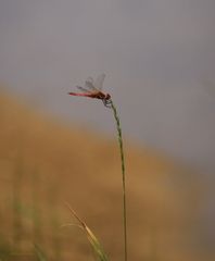 Feuerlibelle