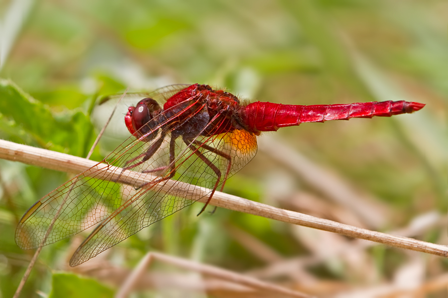 Feuerlibelle