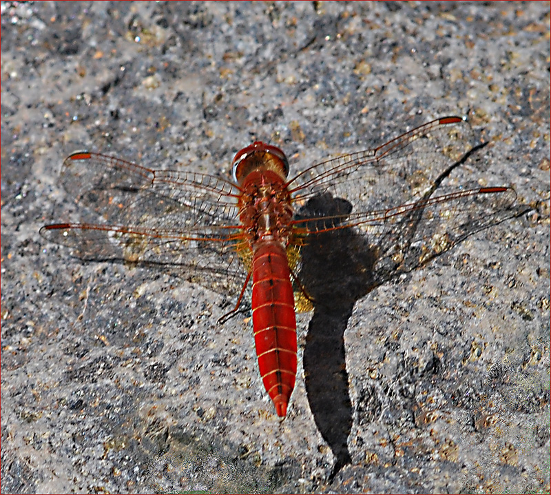 Feuerlibelle