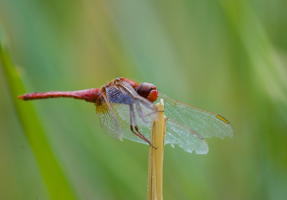 Feuerlibelle