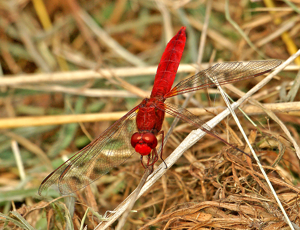 Feuerlibelle...