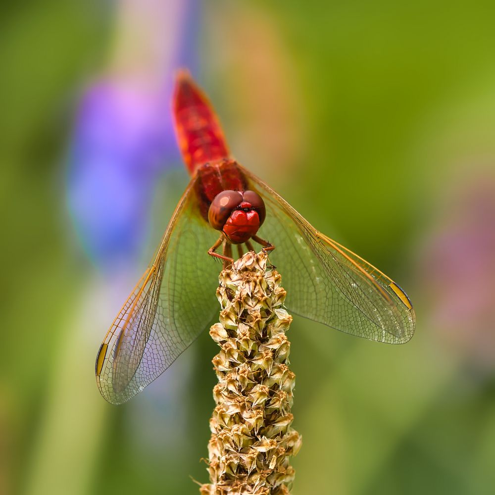 Feuerlibelle